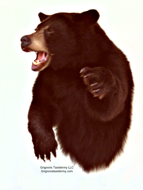 black bear mount